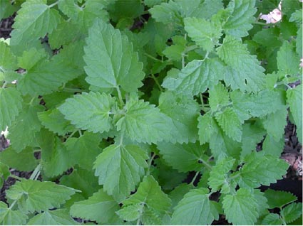 Catnip: Nepeta cataria